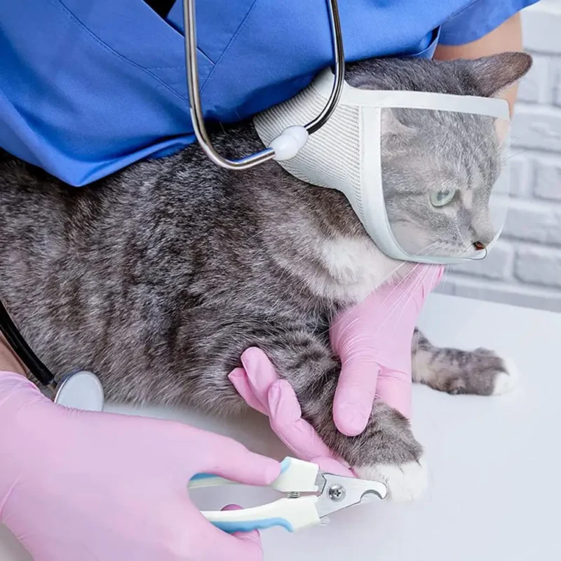 Pet Muzzle Anti-bite Adjustable Breathable Anti-scratch Small Pet Transparent Grooming Muzzle Cat Supplies