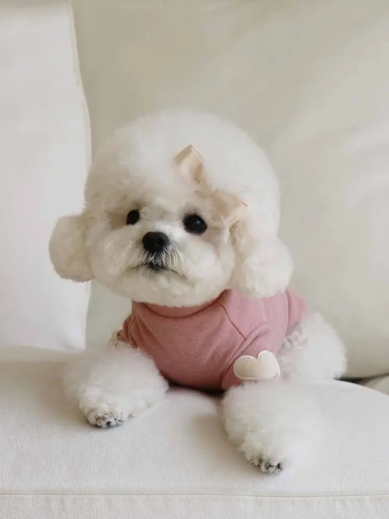 Autumn and Winter Dog Base Shirt Cute Love Heart Hoodie Dog Sweatshirt Cat Pet Love Warm Clothes Designer Dog Clothes