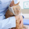 Pet Muzzle Anti-bite Adjustable Breathable Anti-scratch Small Pet Transparent Grooming Muzzle Cat Supplies