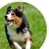 Pet dog toy Double-ring chewable cotton knot toy Tooth cleaning Durable braided bone rope Pet teething toy Pet supplies