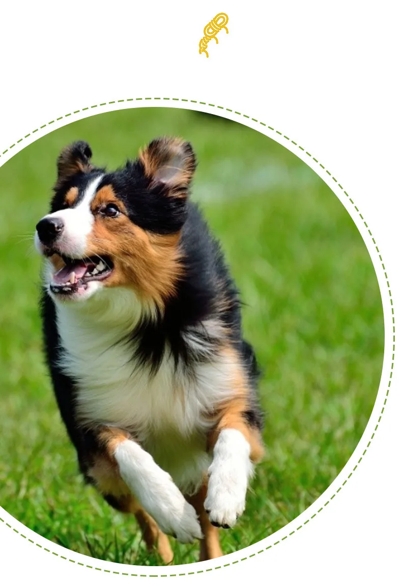 Pet dog toy Double-ring chewable cotton knot toy Tooth cleaning Durable braided bone rope Pet teething toy Pet supplies