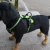 Adjustable Nylon Dog Harness Vest Reflective Soft Breathable No Pull Dog Harness Pet Harness Leash For Small Large Dogs