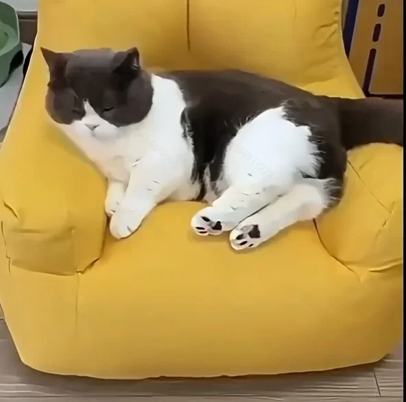 Cat Sofa Bed with Cartoon Design, Detachable Washable Pet Bed for Indoor Cats, Support Up To 2.72KG, Cozy Pet Furniture