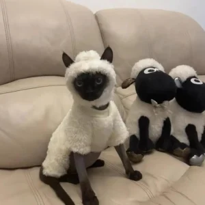 Sba8cef39ffb24d7f9f055a1136e1d784D.webp Hairless cat clothes autumn and winter thickened polar fleece warm four-legged sphinx devon cat lamb double-sided fleece cotton