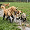 S76236190b67644af81df4fa9c42b31efC.webp Waterproof Dog Boots – Protective Outdoor Paw Shoes for Dogs